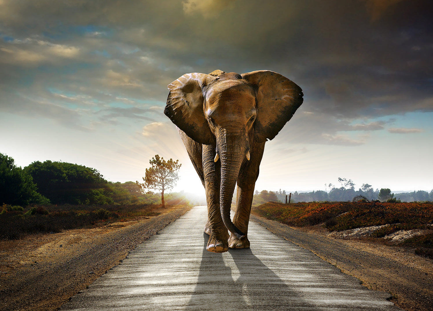 Ljuddämpande tavla - The way - Elefant