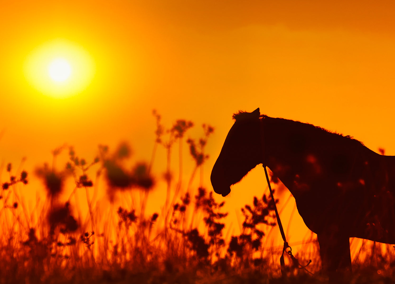Ljuddämpande tavla - Häst