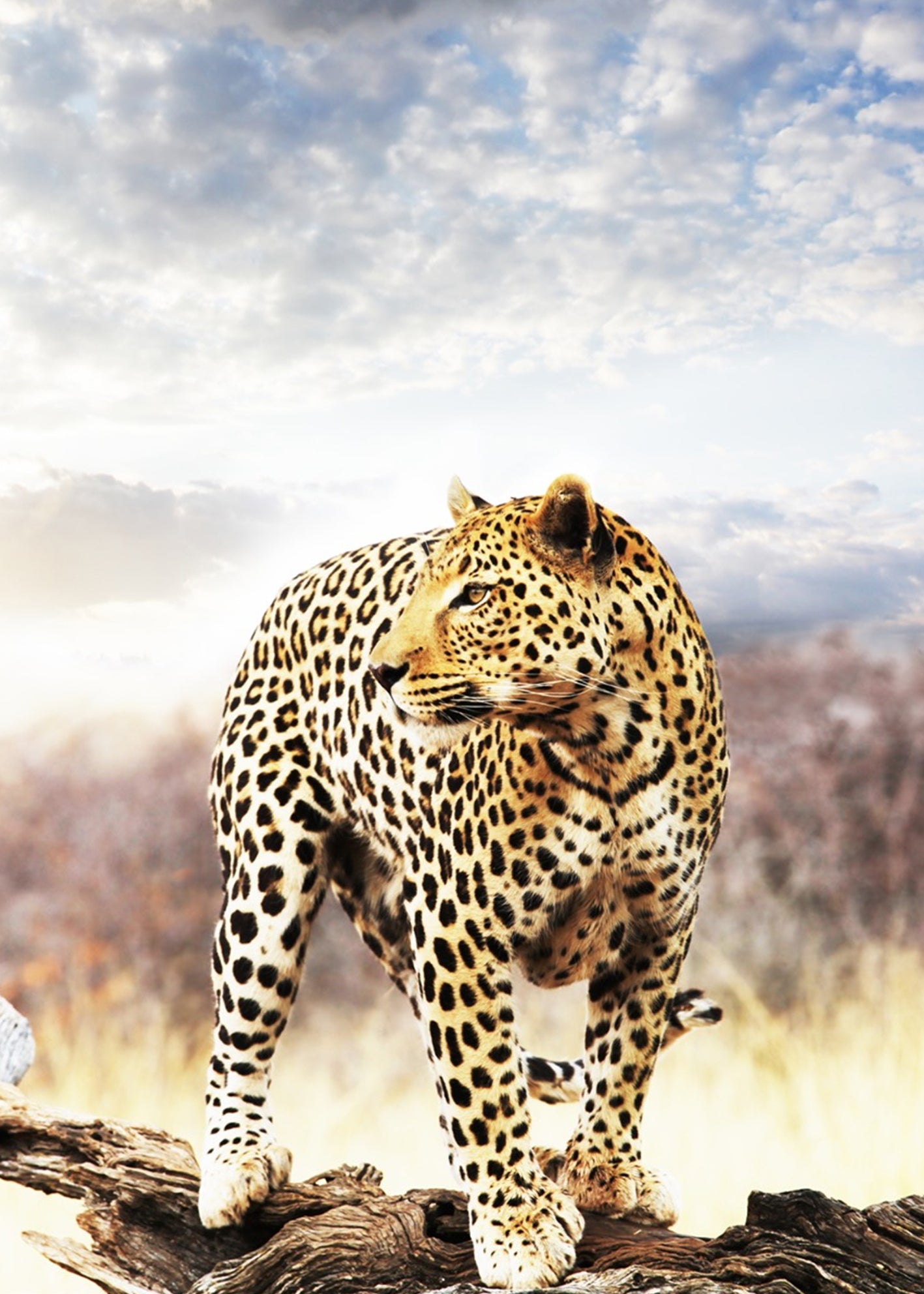 Ljuddämpande tavla - Leopard