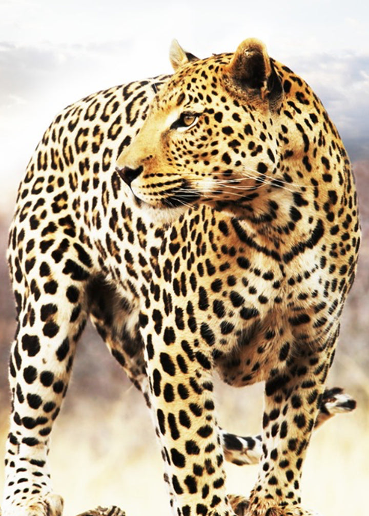 Ljuddämpande tavla - Leopard