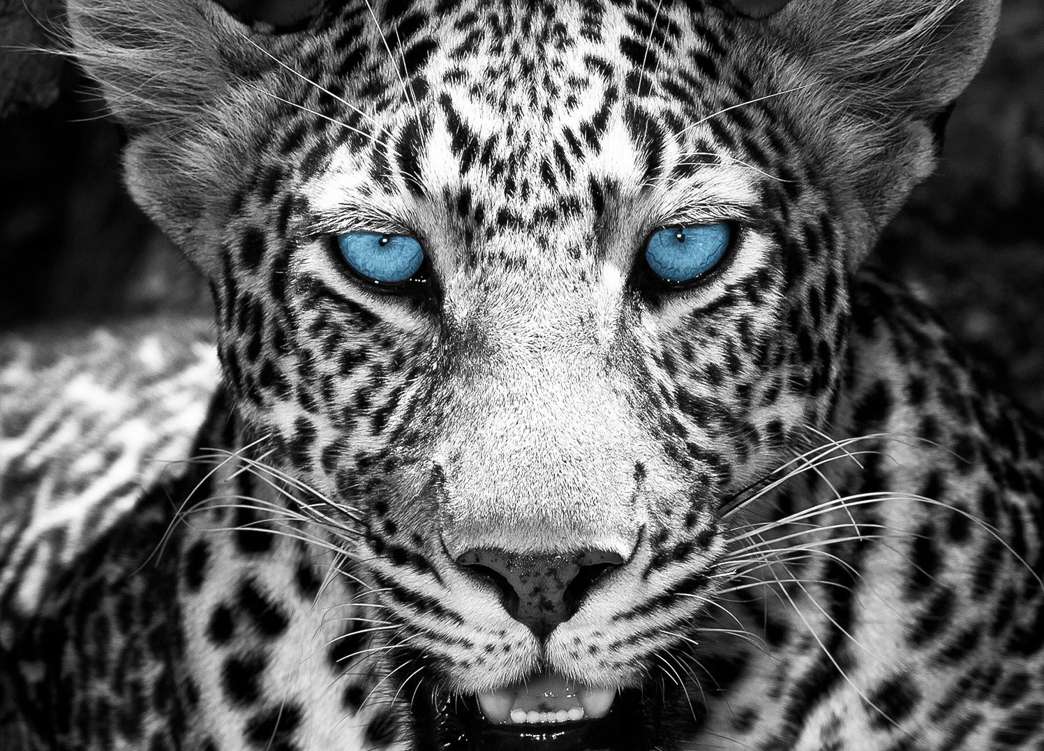 Ljuddämpande tavla - Eyes of a Leopard