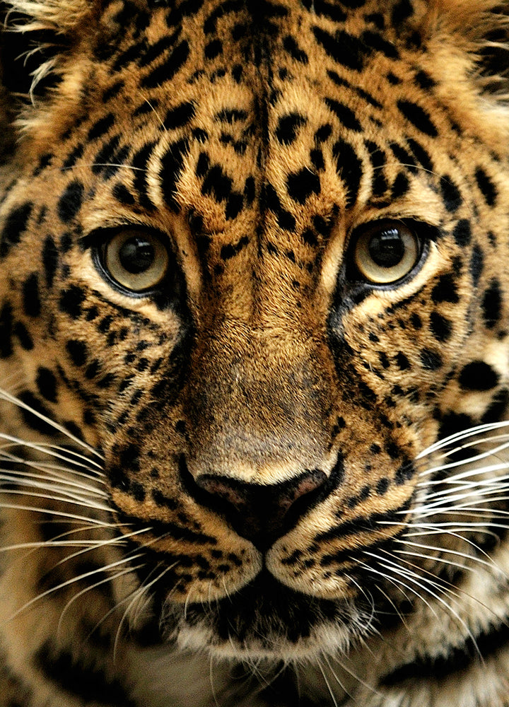 Ljuddämpande tavla - Predator