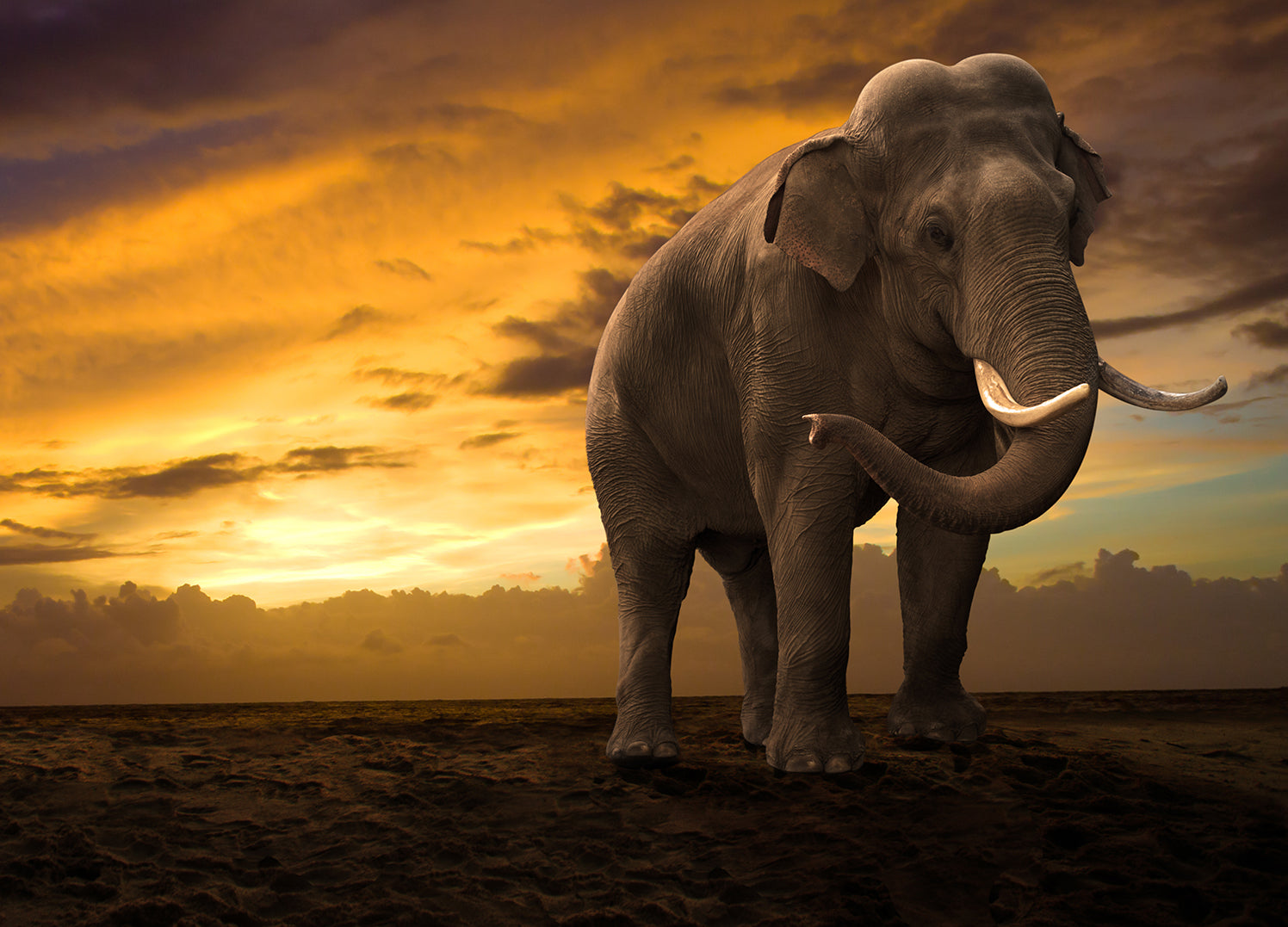 Ljuddämpande tavla - Elefant