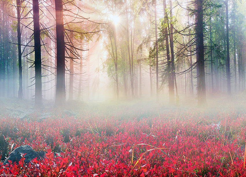 Ljuddämpande tavla - Mystical forest