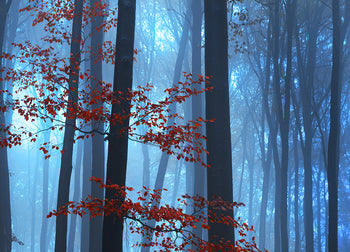 Ljuddämpande tavla - Foggy Forest