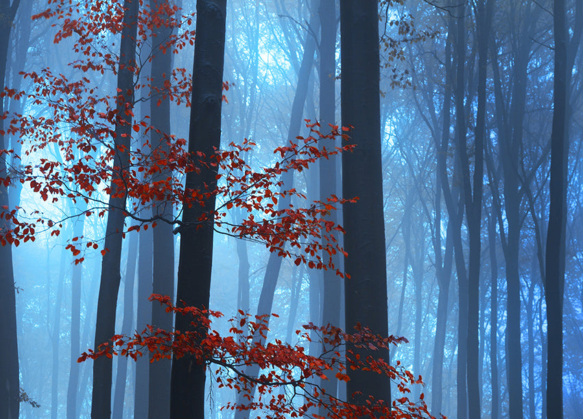 Ljuddämpande tavla - Foggy Forest