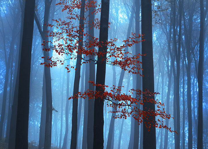 Ljuddämpande tavla - Foggy Forest