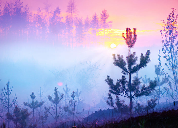 Ljuddämpande tavla - Sunrise in Forest