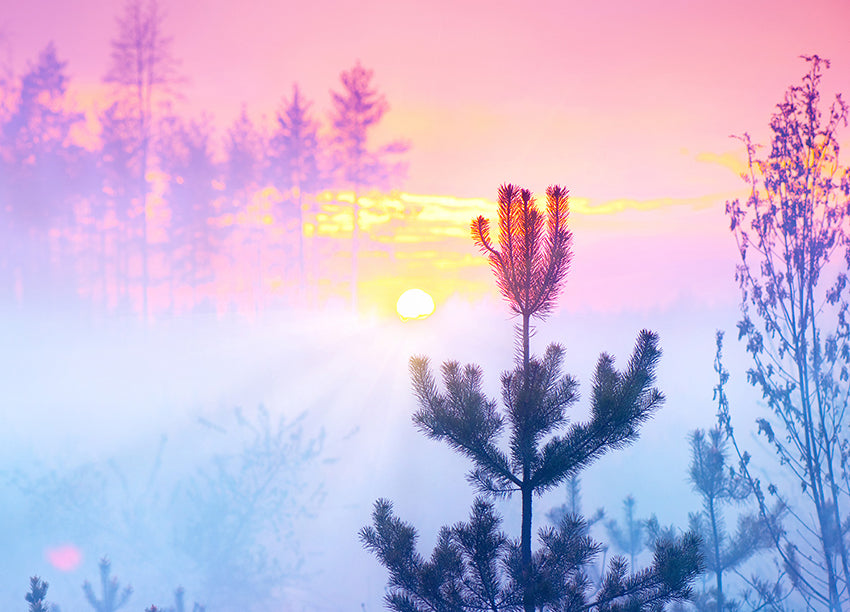 Ljuddämpande tavla - Sunrise in Forest