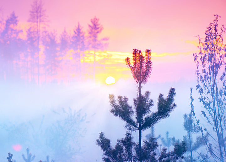 Ljuddämpande tavla - Sunrise in Forest