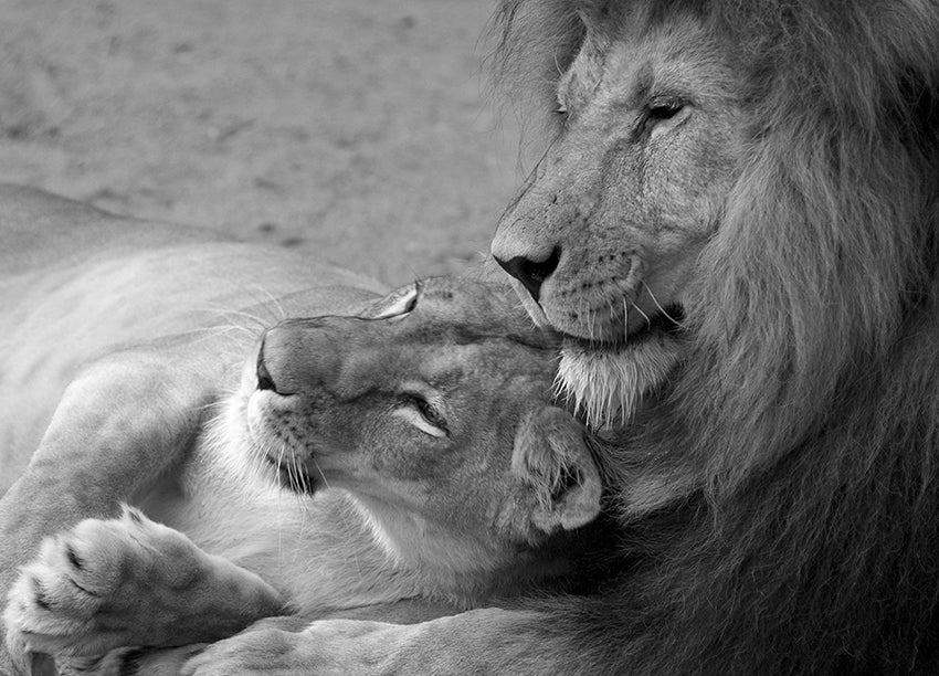Ljuddämpande tavla - Devotion