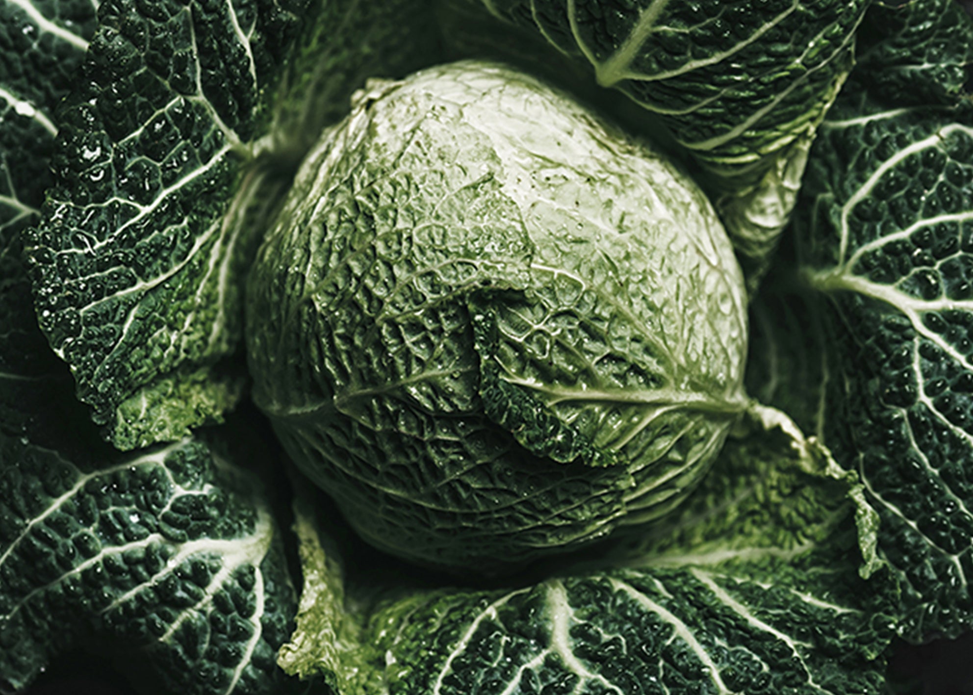 Ljuddämpande tavla - Green Cabbage