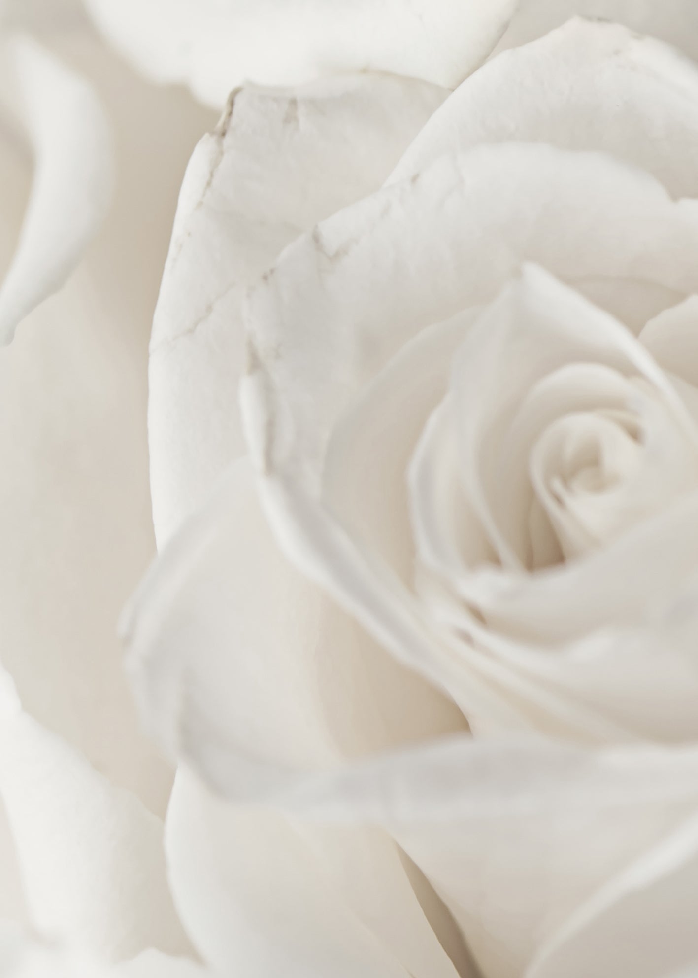 Ljuddämpande tavla - Charming Roses