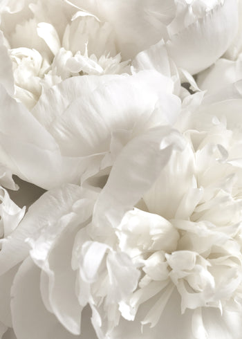 Ljuddämpande tavla - White Peonies