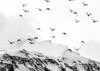 Ljuddämpande tavla - Mountains & Birds