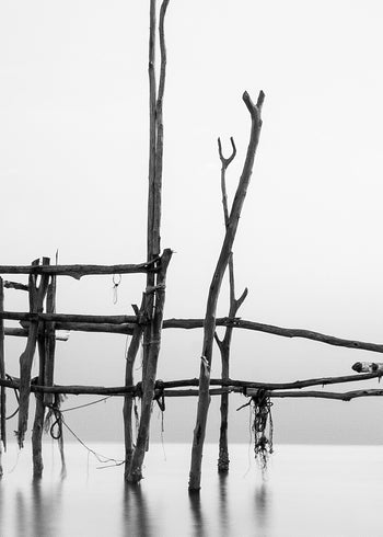 Ljuddämpande tavla - Cranes in Sea