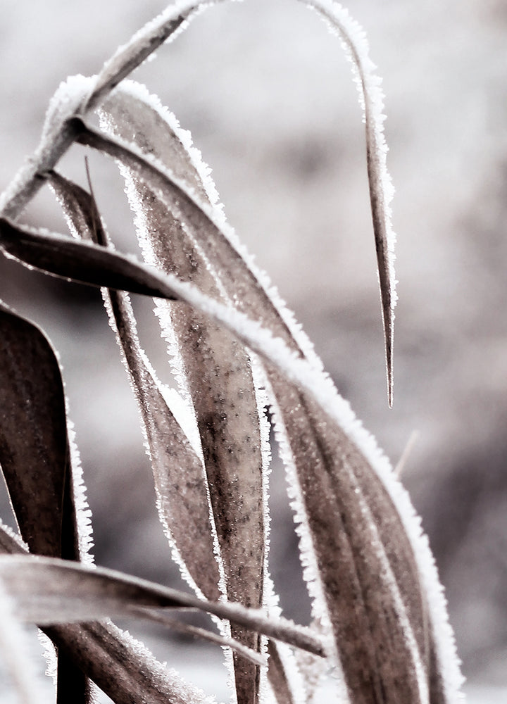 Ljuddämpande tavla - Cold Nature