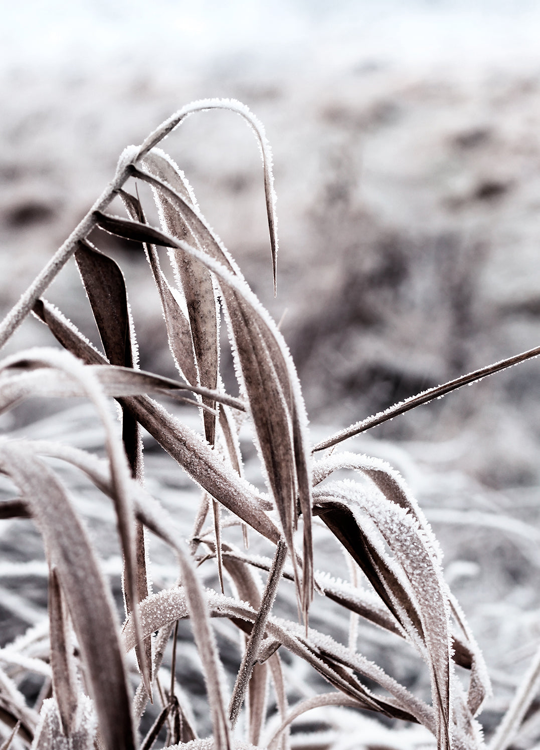 Ljuddämpande tavla - Cold Nature
