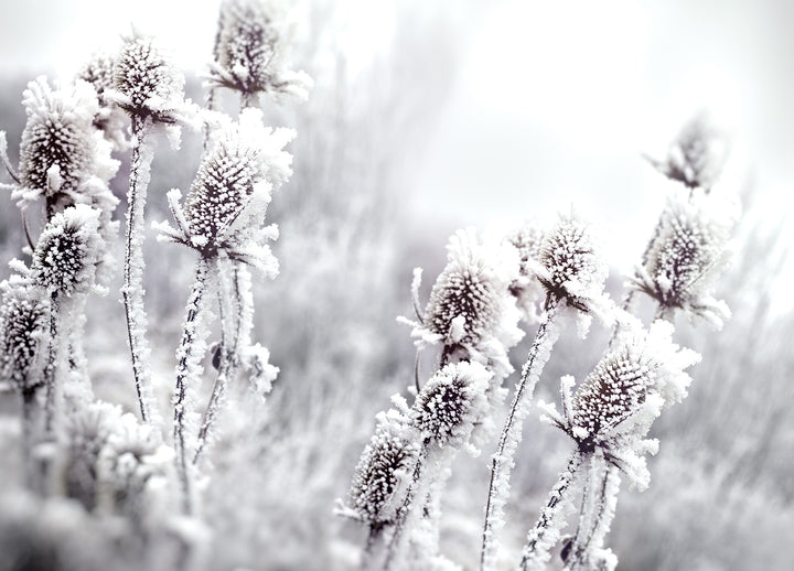 Ljuddämpande tavla - Blossom in The Snow