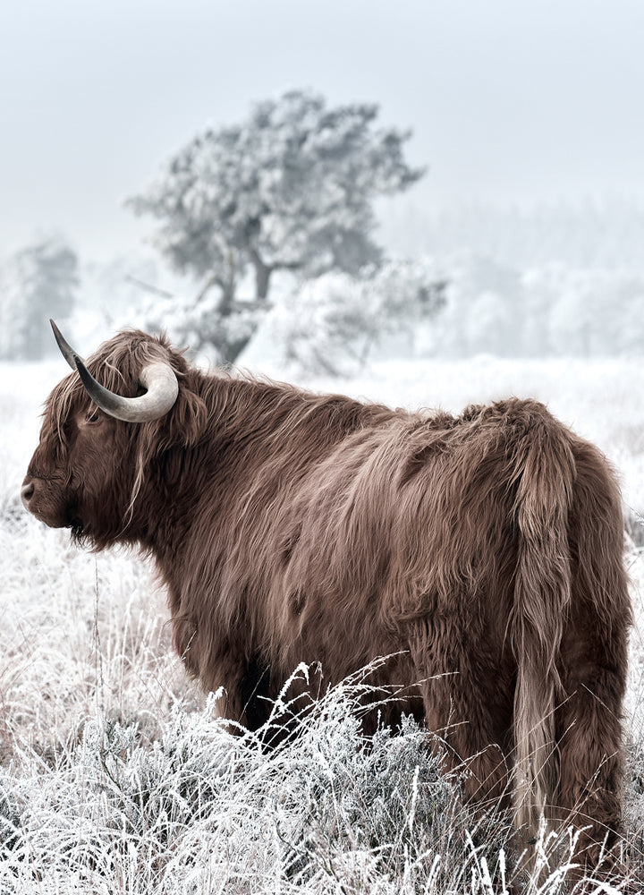 Ljuddämpande tavla - Highland