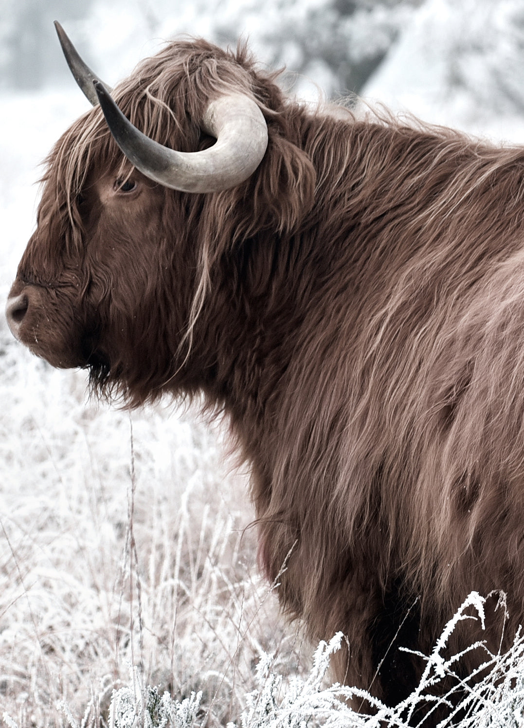 Ljuddämpande tavla - Highland
