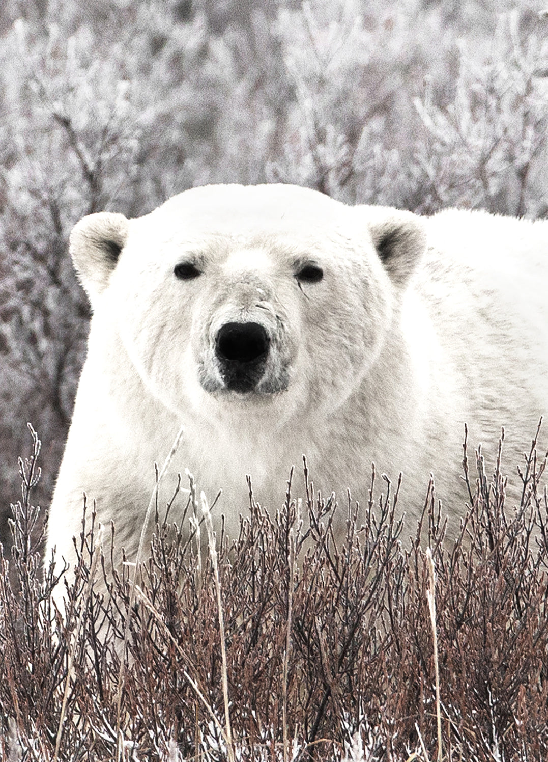 Ljuddämpande tavla - Polar