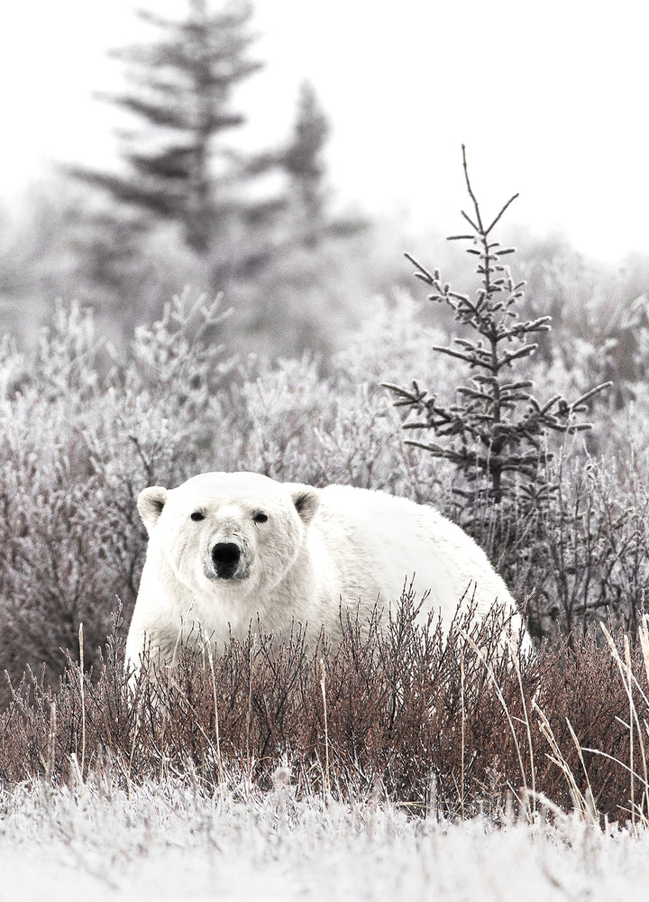 Ljuddämpande tavla - Polar