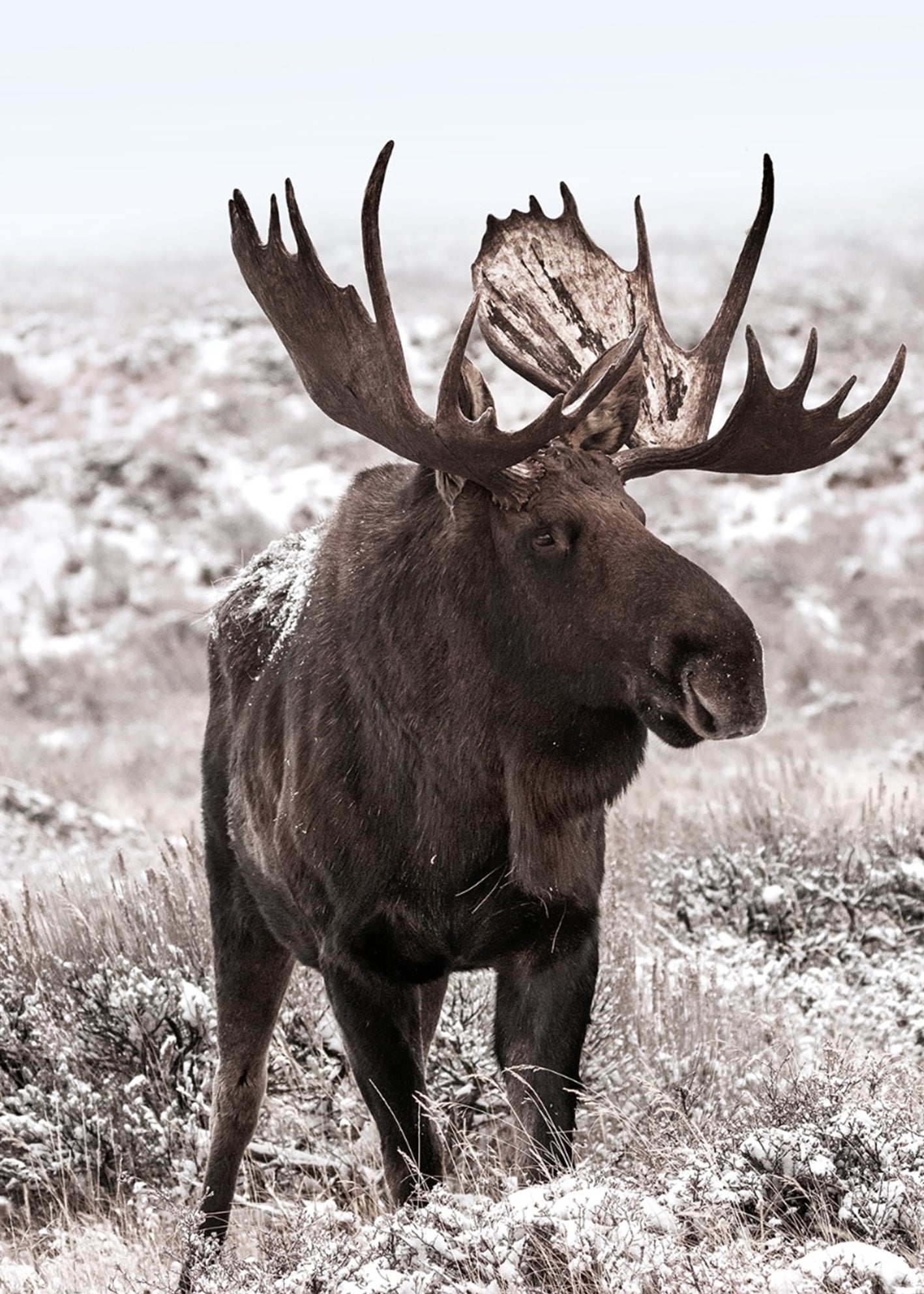 Ljuddämpande tavla - Moose