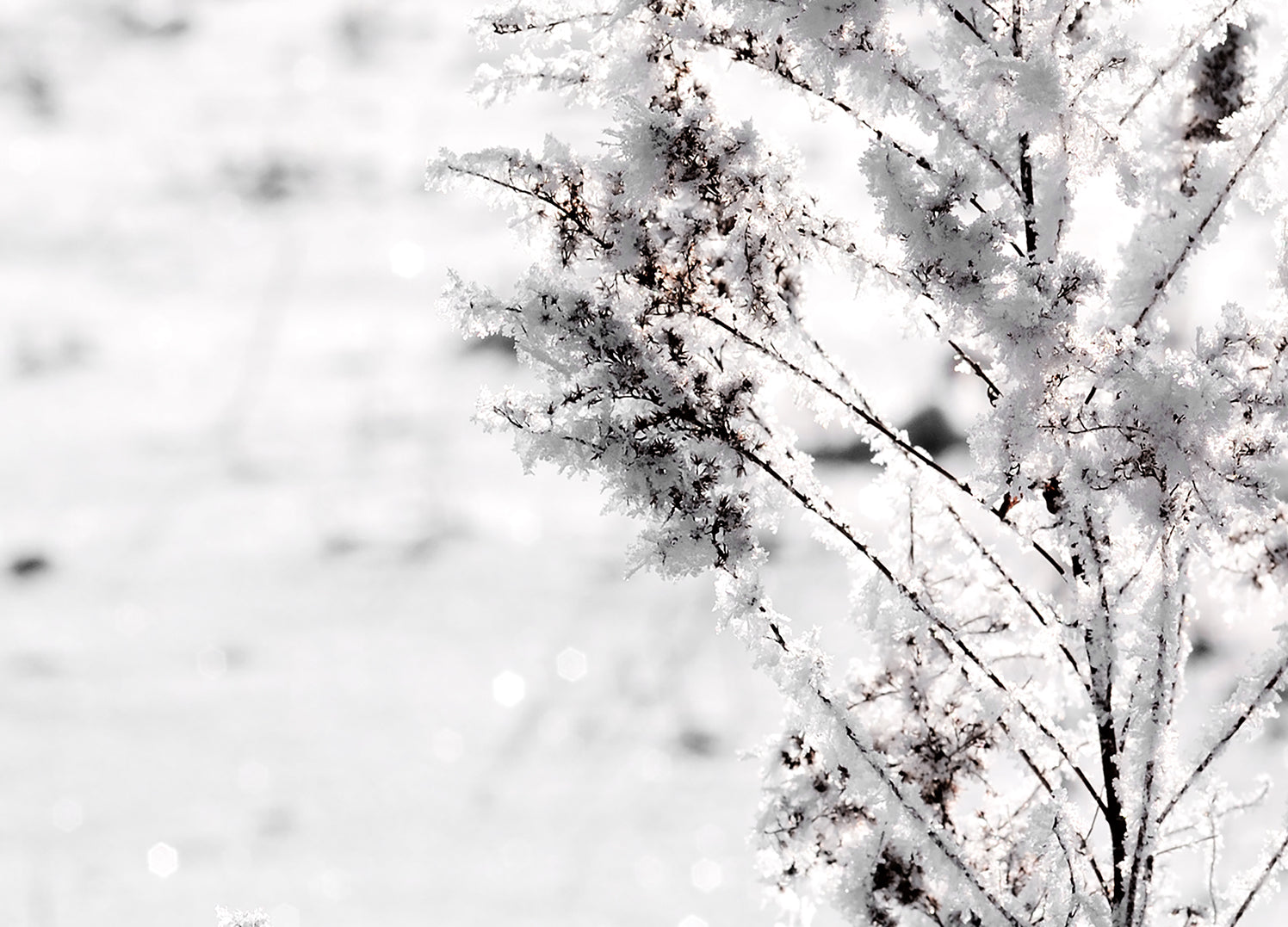 Ljuddämpande tavla - Snow Garden