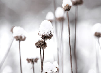 Ljuddämpande tavla - Dandelions and Snow