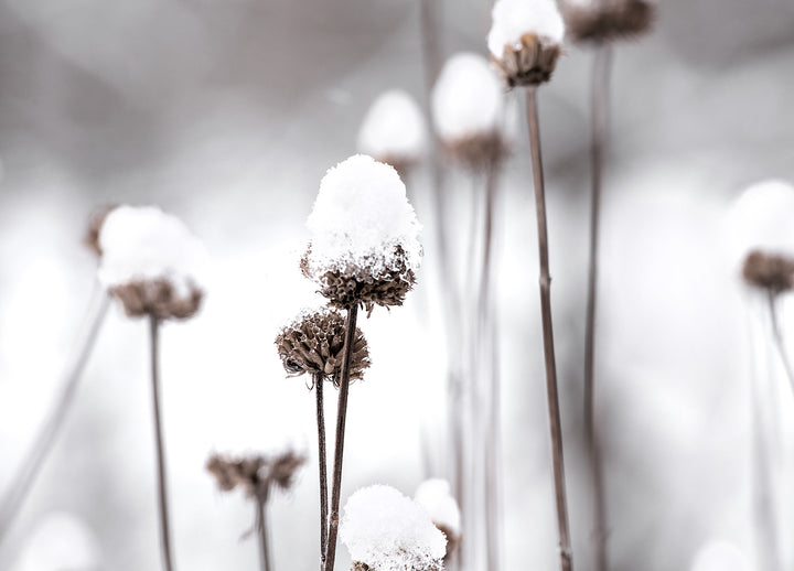 Ljuddämpande tavla - Dandelions and Snow