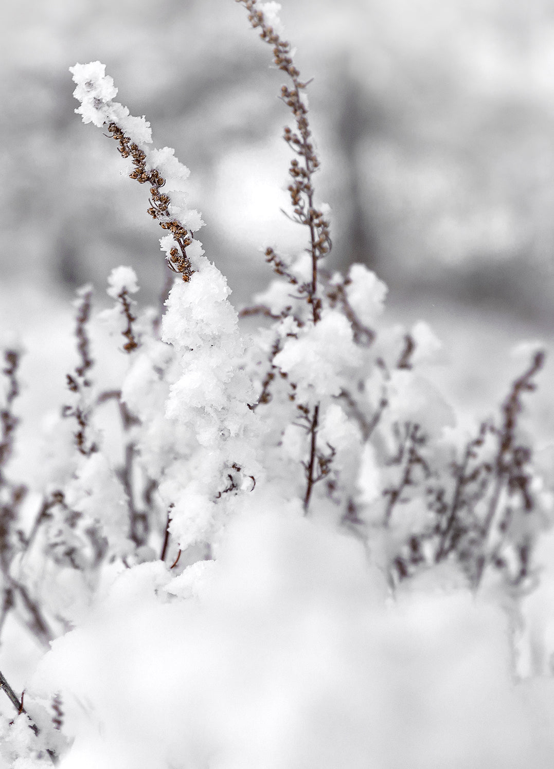 Ljuddämpande tavla - Winter Landscape