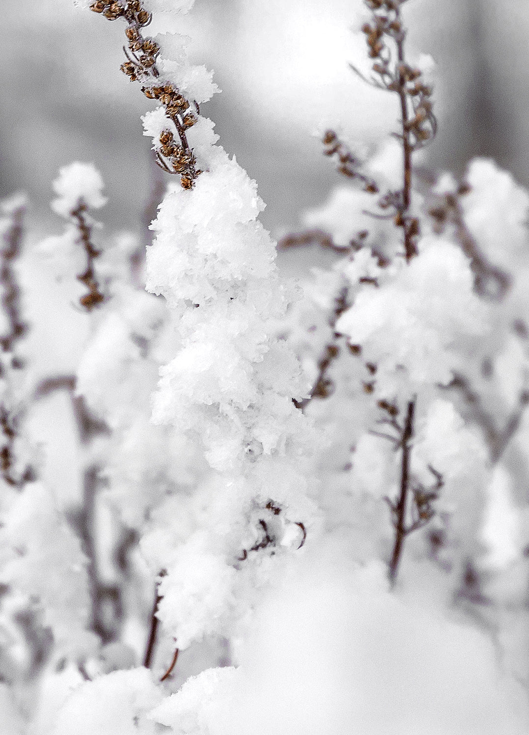 Ljuddämpande tavla - Winter Landscape