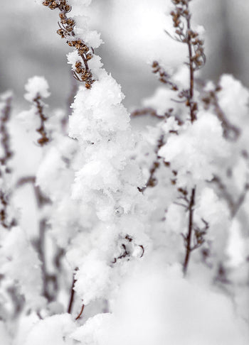 Ljuddämpande tavla - Winter Landscape