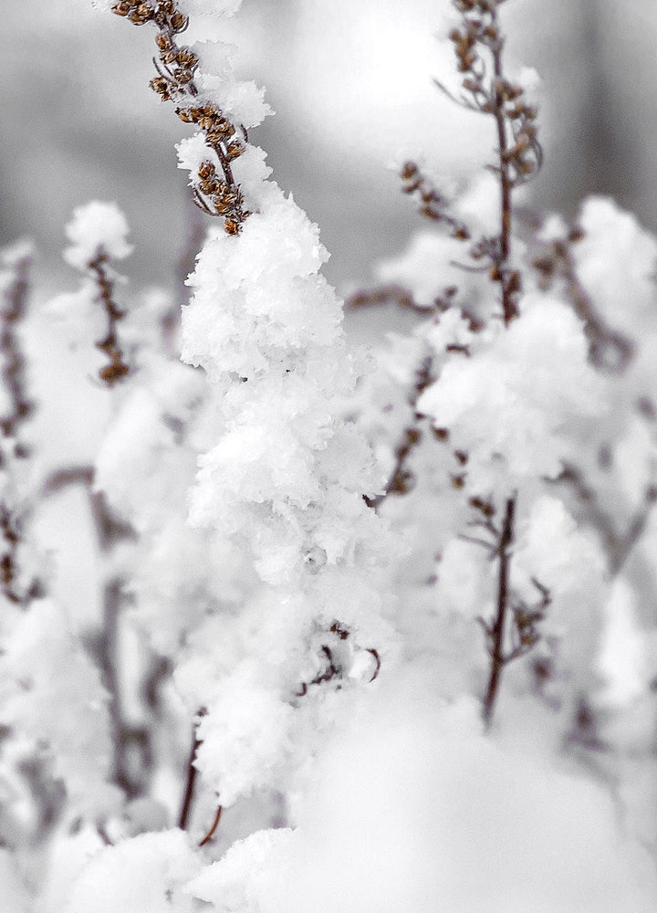 Ljuddämpande tavla - Winter Landscape