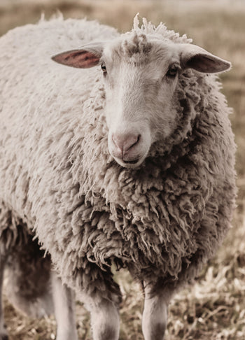 Ljuddämpande tavla - Sheep