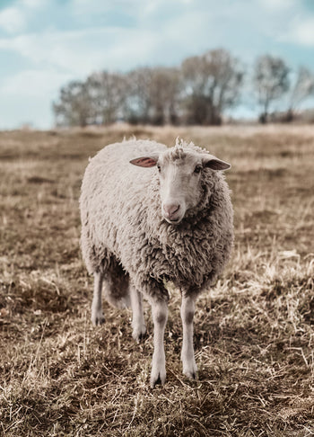 Ljuddämpande tavla - Sheep