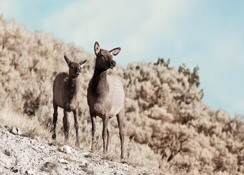 Ljuddämpande tavla - Morning Walk