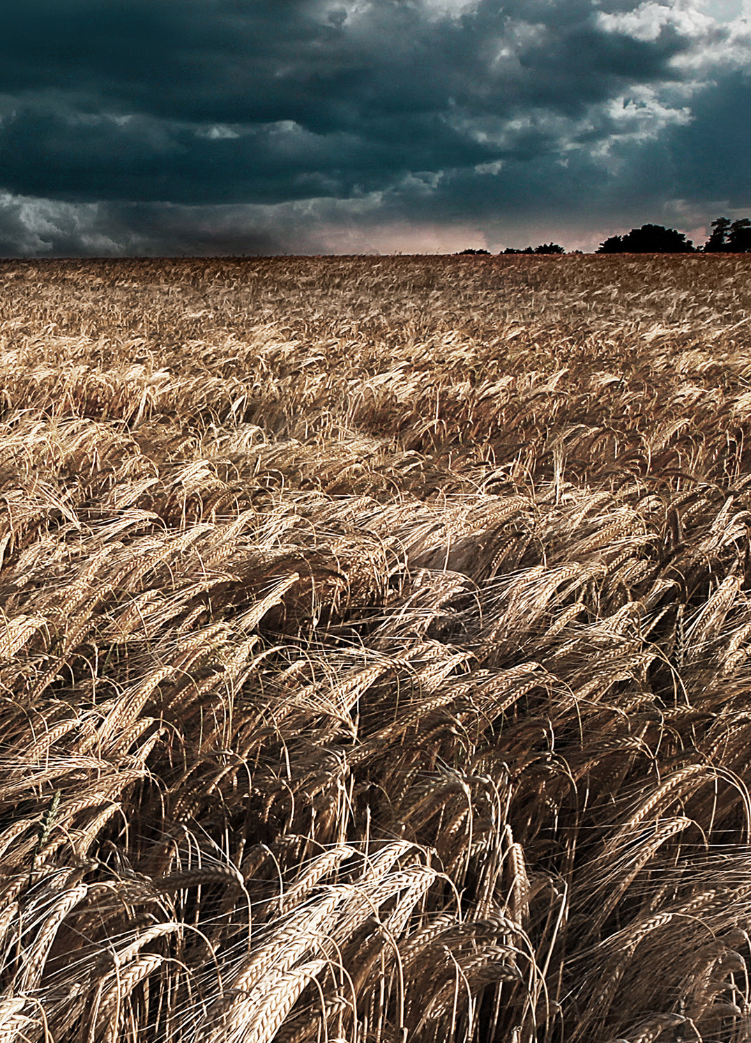 Ljuddämpande tavla - Field