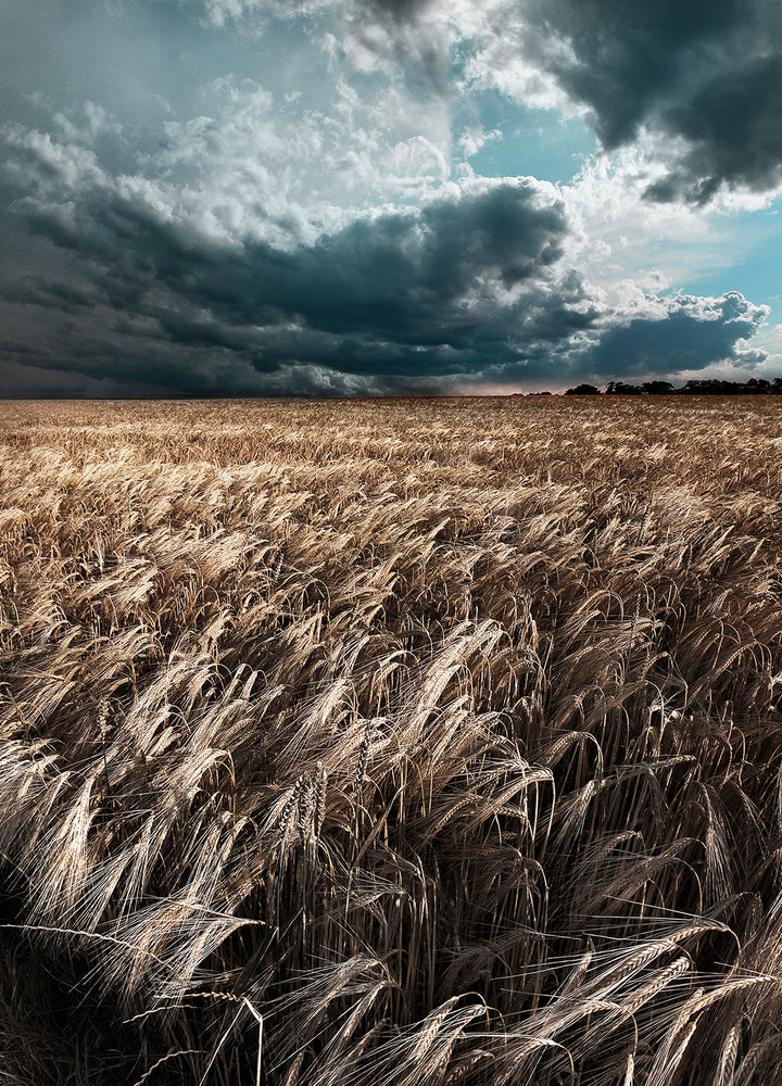 Ljuddämpande tavla - Field