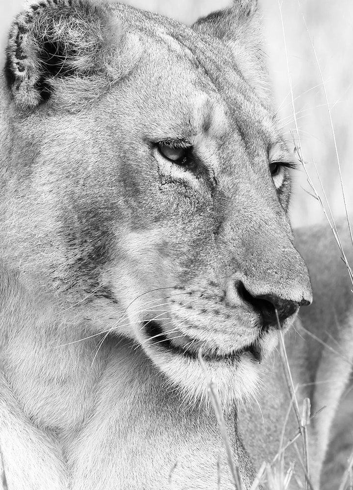 Ljuddämpande tavla - Lion Queen