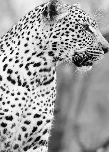 Ljuddämpande tavla - Focus | Gray