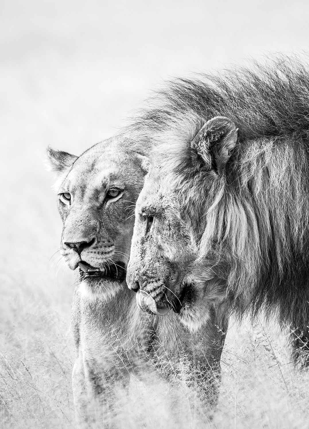 Ljuddämpande tavla - A King Will Always Protect His Queen | Gray