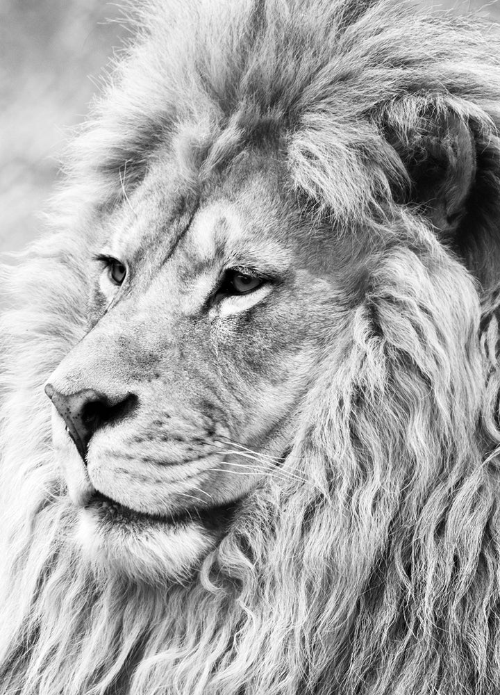 Ljuddämpande tavla - Lion King