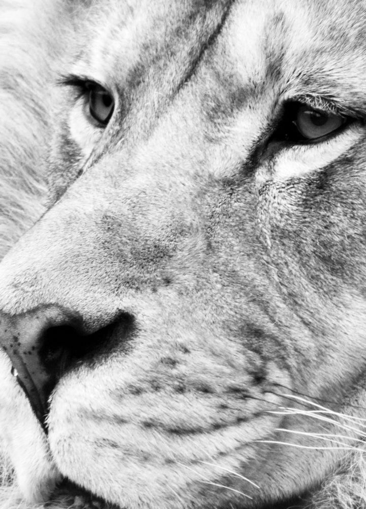 Ljuddämpande tavla - Lion King