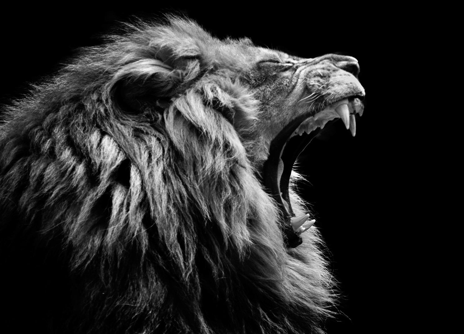 Ljuddämpande tavla - Roar