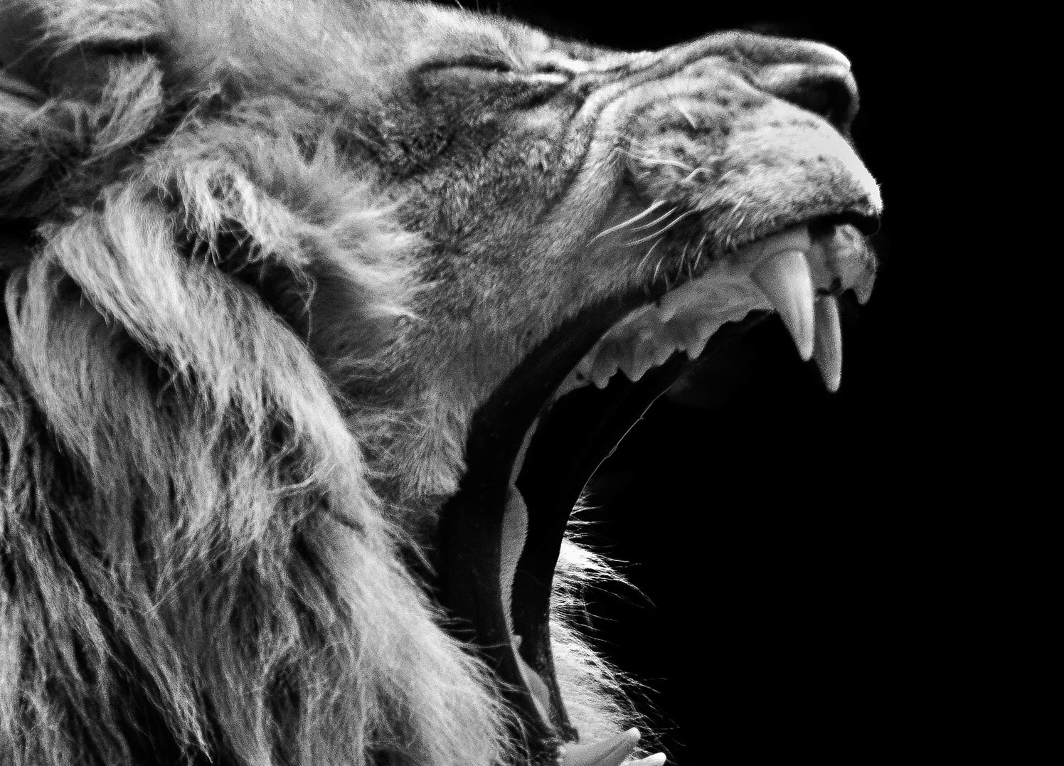 Ljuddämpande tavla - Roar