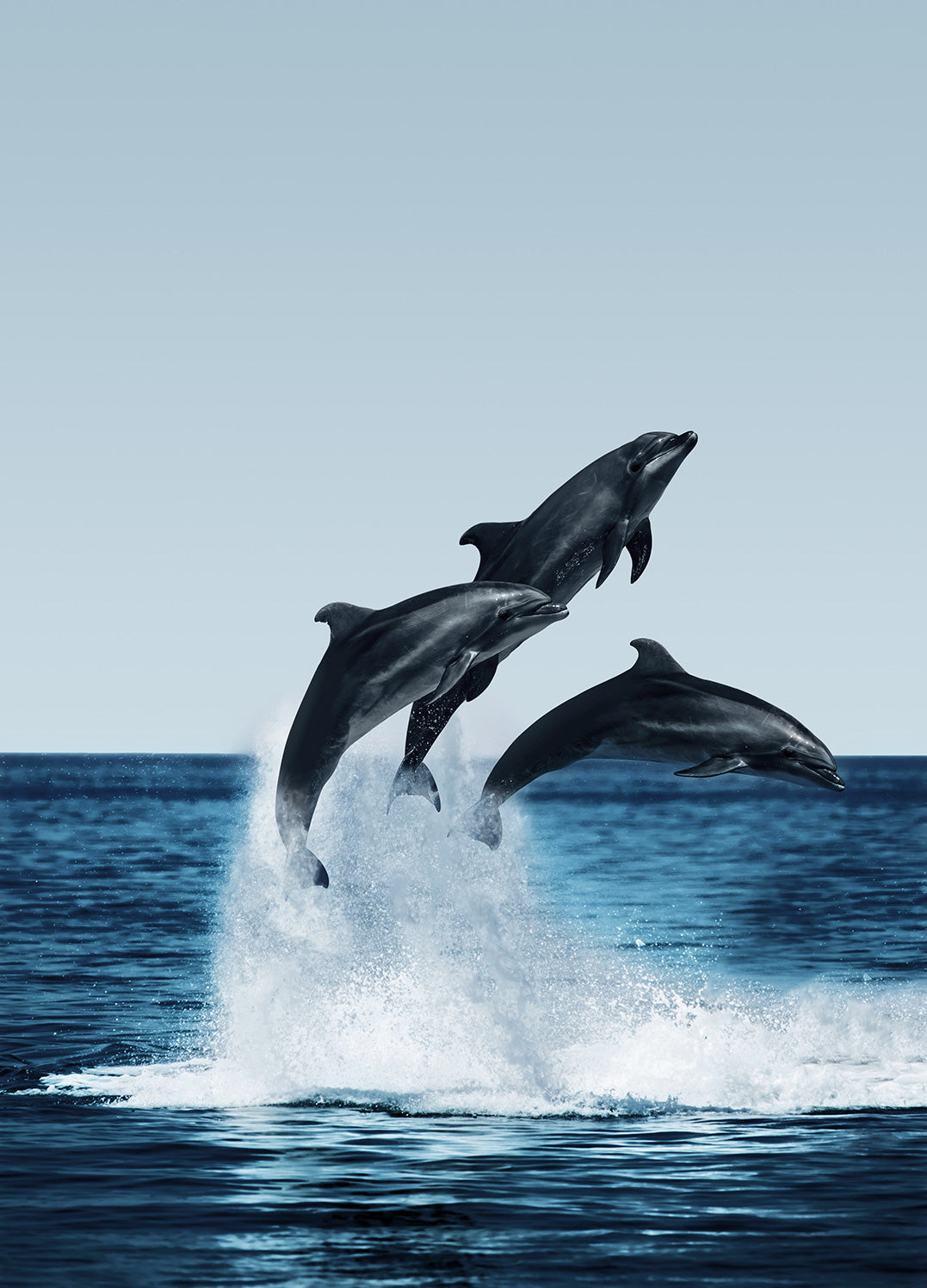 Ljuddämpande tavla - Dolphins