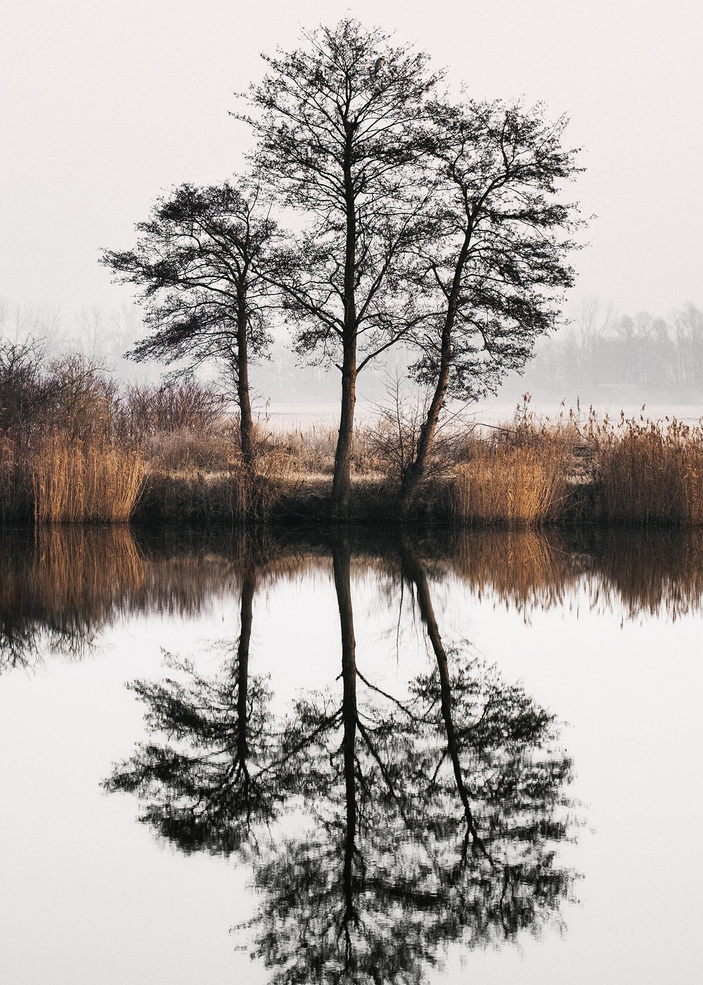 Ljuddämpande tavla - Tree Lake and Reflections
