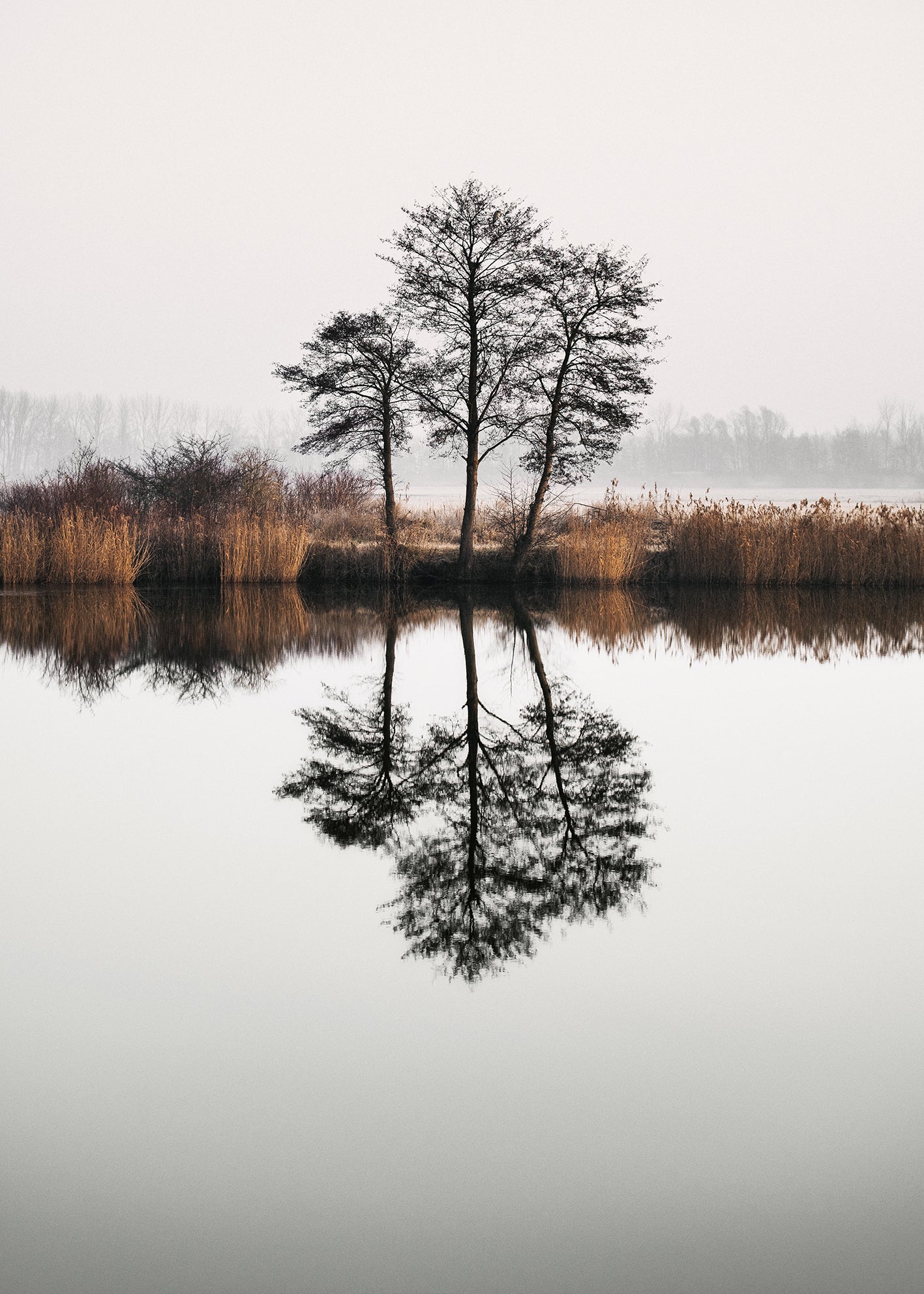 Ljuddämpande tavla - Tree Lake and Reflections